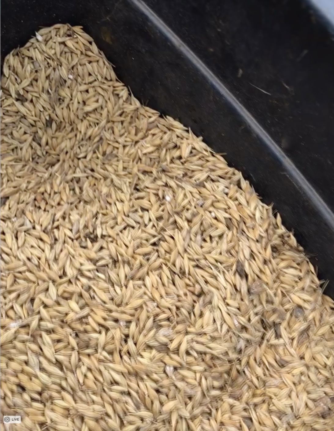 200MT Feed Barley For Sale Ex Farm Slightly Out of Spec Priced